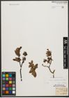Foto von Salix waldsteiniana Willd.